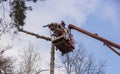 Autotower, elimination of emergency trees. Workers on parts to eliminate dry pine.