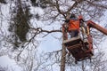 Autotower, elimination of emergency trees. Workers on parts to eliminate dry pine.