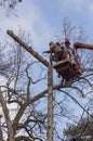 Autotower, elimination of emergency trees. Workers on parts to eliminate dry pine.