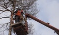 Autotower, elimination of emergency trees. Workers on parts to eliminate dry pine.