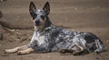 Autralian Cattle Dog taking a break Royalty Free Stock Photo