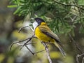 Autralian Golden Whistler