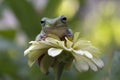 Autralian white tree frog closeup on white flower