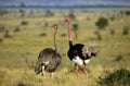 Ostrich, struthio camelus, Pair in Savannah,