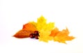 Autum Royalty Free Stock Photo