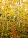 Autum Aspens hiking trail