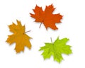 Autum Background Royalty Free Stock Photo