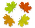 Autum Background leaves Royalty Free Stock Photo