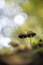 Autum brings a mushroom galore