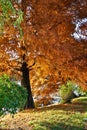 Autum colors Royalty Free Stock Photo