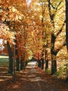 Autum Colors Royalty Free Stock Photo