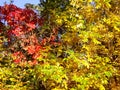 Autum Colors 621 Royalty Free Stock Photo