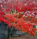 Autum colors are stunning Royalty Free Stock Photo