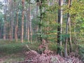 Autum in the forest of Augsburg Royalty Free Stock Photo