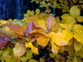 Autum golden leaf branch of beach tree abstract Royalty Free Stock Photo