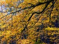 Autum golden leaf tree branches of oak abstract Royalty Free Stock Photo