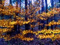 Autum golden leaf tree branches of oak abstract Royalty Free Stock Photo