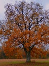 Autum golden leaf tree oak abstract Royalty Free Stock Photo