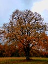 Autum golden leaf tree oak abstract Royalty Free Stock Photo