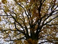 Autum golden leaf tree top of oak abstract Royalty Free Stock Photo