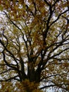 Autum golden leaf tree top of oak abstract Royalty Free Stock Photo