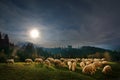 Autum landscape in Bran,Transylvania, Brasov, Romania with sheep eatting grass on the hills Royalty Free Stock Photo