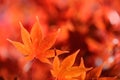 Autum Leaf of Japanese Maple Royalty Free Stock Photo