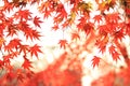 Autum Leaf of Japanese Maple Royalty Free Stock Photo