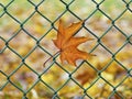 Autum leaf trapped on a wire