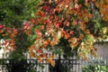 Autum leaves against an iron fene Royalty Free Stock Photo