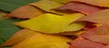 autum leaves background, color gradient. Background for invitation card, calendar, postcard, gift paper, wallpaper copy