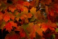 Autum leaves, colors of red and green, bright visions of harvesttime