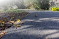 autum leaves on a country lane Royalty Free Stock Photo