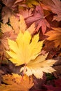 Autum Leaves Wallpaper