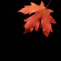 Autum Maple Leaf