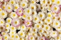 Autum mums, chrysanthemums closeup Royalty Free Stock Photo