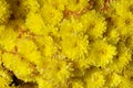 Autum mums, chrysanthemums closeup Royalty Free Stock Photo