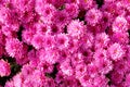 Autum mums, chrysanthemums closeup Royalty Free Stock Photo