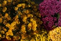 Autum mums, chrysanthemums closeup in sunny day. Royalty Free Stock Photo