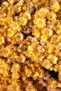 Autum mums, chrysanthemums closeup in sunny day. Royalty Free Stock Photo