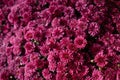 Autum mums, chrysanthemums closeup in sunny day. Royalty Free Stock Photo