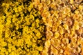 Autum mums, chrysanthemums closeup in sunny day. Royalty Free Stock Photo