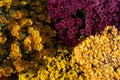 Autum mums, chrysanthemums closeup in sunny day. Royalty Free Stock Photo