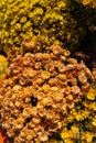 Autum mums, chrysanthemums closeup in sunny day. Royalty Free Stock Photo