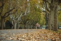 Elderly people walking. Autumn fall leaves in a park. Autumn colors. Ground full of leaves.