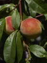 Autum peaches ripening in a tree in the sunshine