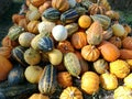 Pumkin harvest.autumn pumpkin Royalty Free Stock Photo