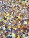 Autum leaves and i love autum Royalty Free Stock Photo