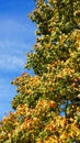 Autum tree Royalty Free Stock Photo