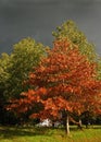Autum trees with storm clouds